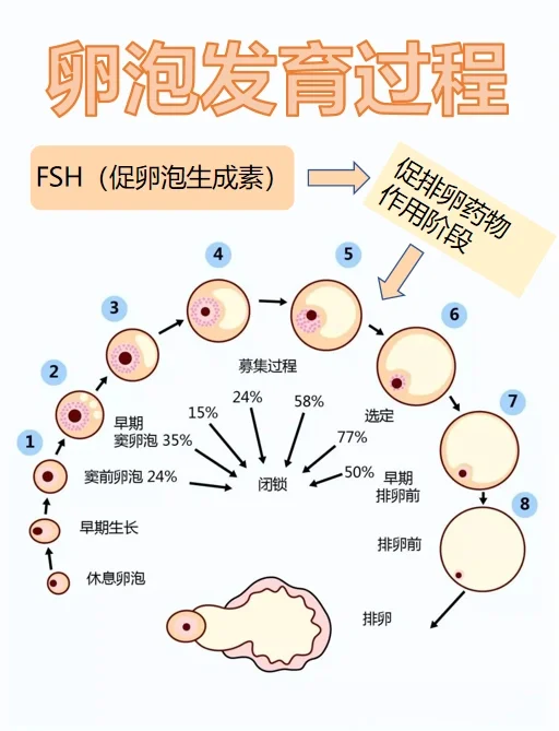 促排不是“掏空”卵巢，而是“挽救”卵泡,国内哪有供卵试管&专业的代孕中心费用