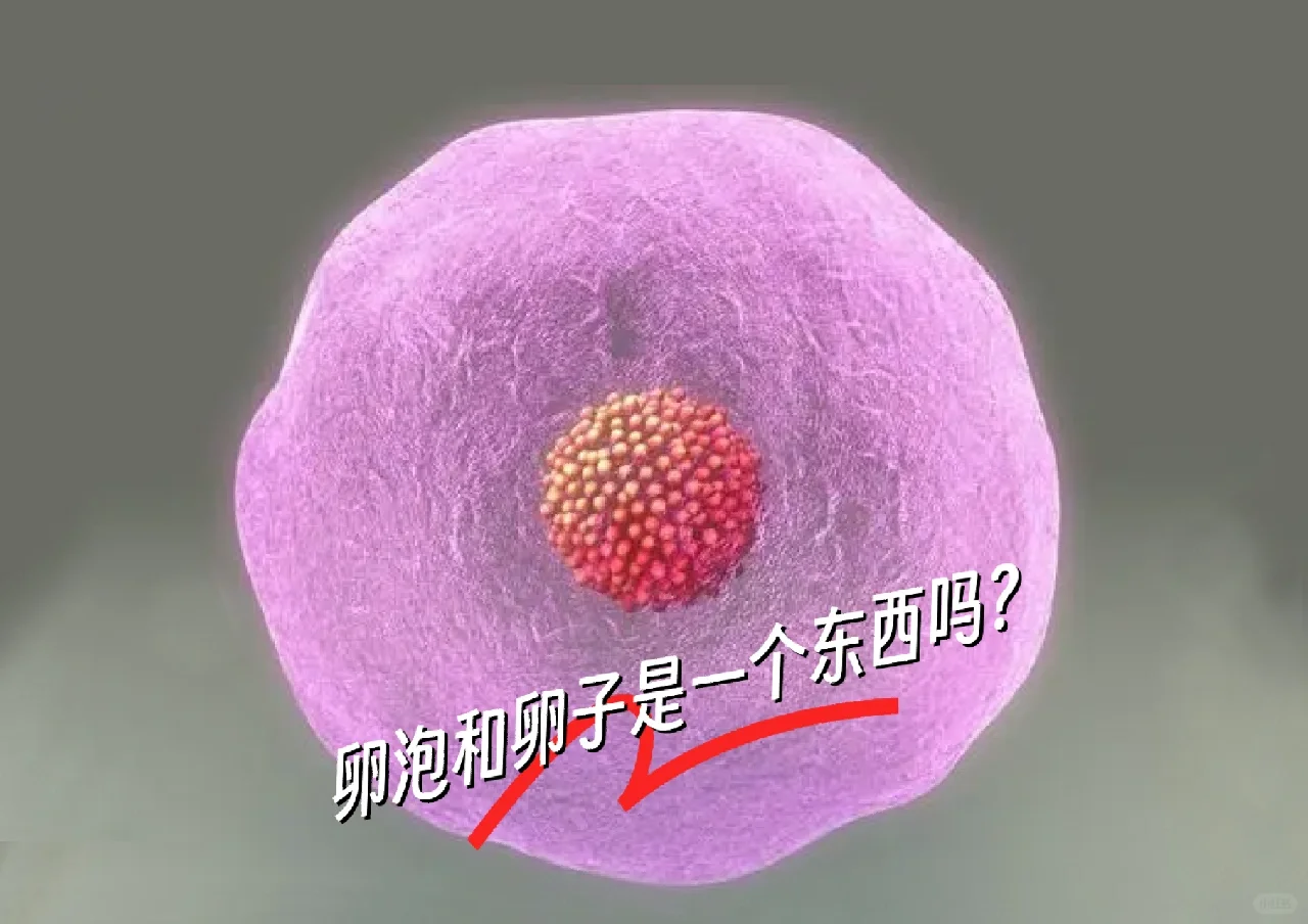 卵泡和卵子是一个东西吗？它们有什么关系？,试管代孕第三代详细过程_国内代妈应聘机构